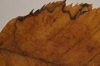 Stigmella microtheriella