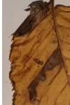 Parornix carpinella