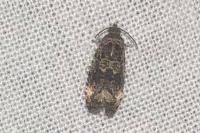 Endothenia gr. gentianaeana