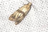 Phalonidia contractana