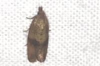 Celypha