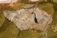 Phyllonorycter esperella