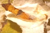 Phyllonorycter esperella