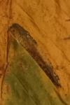 Phyllonorycter tenerella
