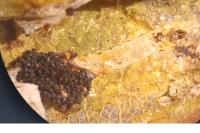 Phyllonorycter tenerella