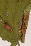 Parornix devoniella