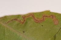 Stigmella samiatella