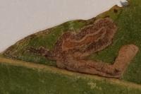 Stigmella samiatella