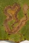 Stigmella samiatella