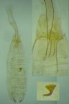 Caryocolum alsinellum