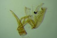 Aproaerema patruella