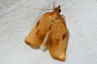 Lozotaenia cupidinana
