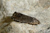 Cydia splendana