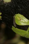 Yponomeuta padella