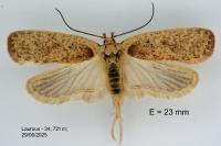 Agonopterix atomella