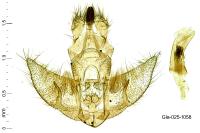 Agonopterix atomella