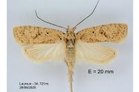 Agonopterix assimilella