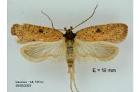 Agonopterix subpropinquella