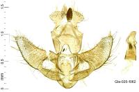 Agonopterix subpropinquella
