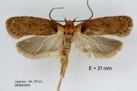 Agonopterix alpigena