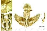 Agonopterix alpigena