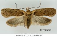 Agonopterix alpigena