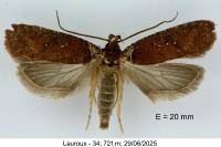 Agonopterix cnicella