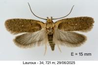 Agonopterix hippomarathri