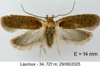 Agonopterix hippomarathri