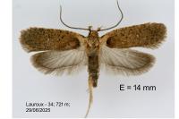 Agonopterix parilella