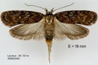 Depressaria douglasella