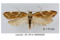 Orophia sordidella