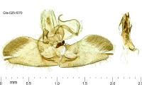 Orophia sordidella