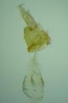 Parornix torquillella