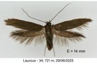Scythris ericetella
