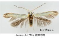 Coleophora ibipennella