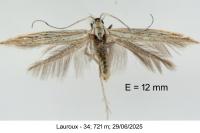 Coleophora graminicolella