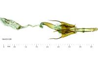 Coleophora graminicolella