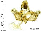 Coleophora currucipennella