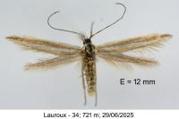 Coleophora eupreta