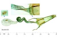 Coleophora eupreta