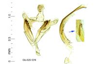 Coleophora lutipennella