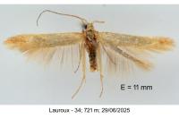 Coleophora lutipennella