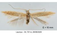 Coleophora flavipennella