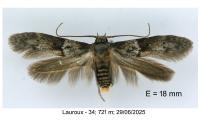 Blastobasis glandulella