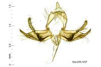 Blastobasis glandulella