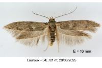 Blastobasis phycidella
