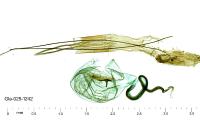 Blastobasis phycidella