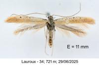 Aspilapteryx tringipennella