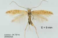 Aspilapteryx limosella
